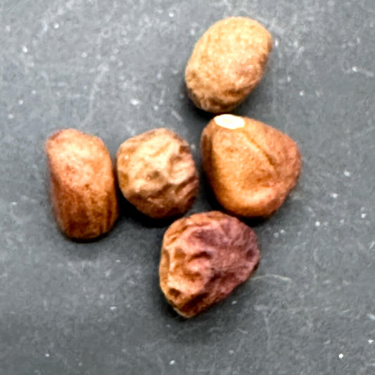 Bombax rodognaphalon / ボンバックス・ロドグナファロン