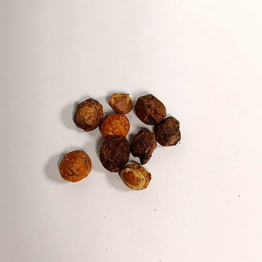 【種】コミフォラ・アフリカーナ・グラウシデュラ / Commiphora africana glaucidula