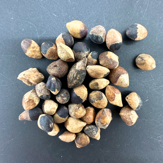 Commiphora aprevalii / コミフォラ・アプレバリー