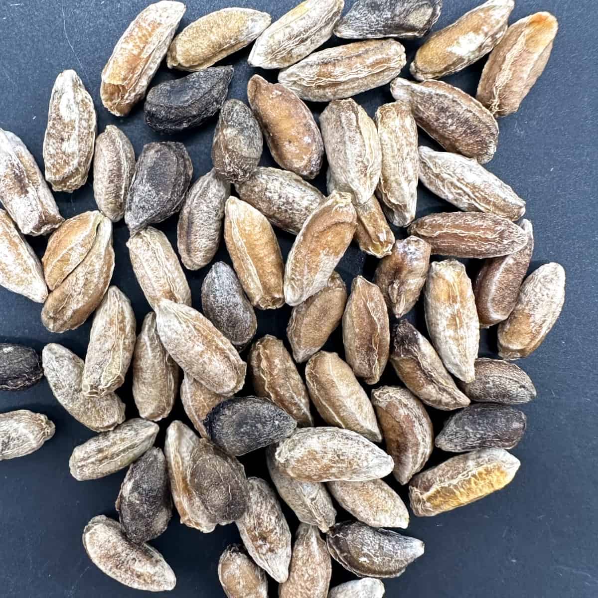 【種】キフォステンマ・バイネシー / Cyphostemma bainesii