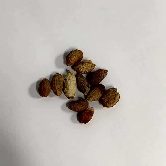 Cyphostemma cirrhosum / キフォステンマ・キロースム