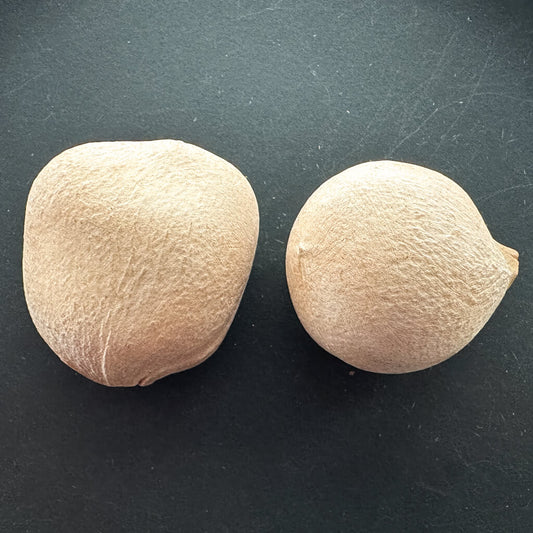 Cycas clivicola ssp lutea / サイカス・クリビコーラ・ルテア