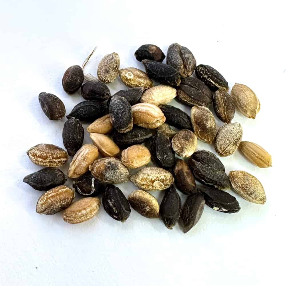 Cyphostemma currorii×bainesii / キフォステンマ・クロリー×バイネシー