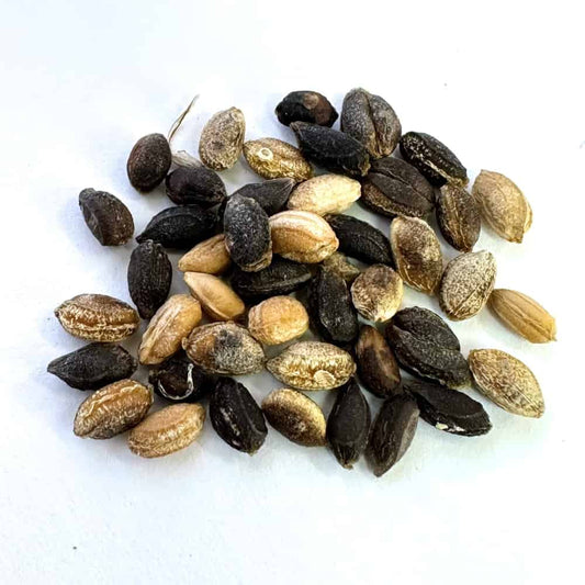 Cyphostemma currorii×bainesii / キフォステンマ・クロリー×バイネシー