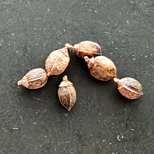 【種】コミフォラ・エイル[栽培採種] / Commiphora sp. eyl