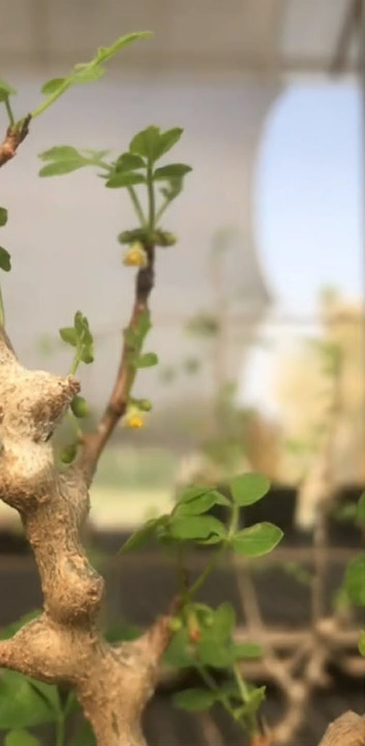 【種】コミフォラ・エイル[栽培採種] / Commiphora sp. eyl