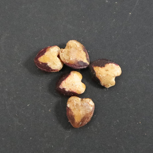 Commiphora holtziana / コミフォラ・ホルトジアナ