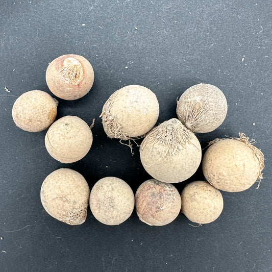 Copernicia hospita / コペルニキア・ホスピタ