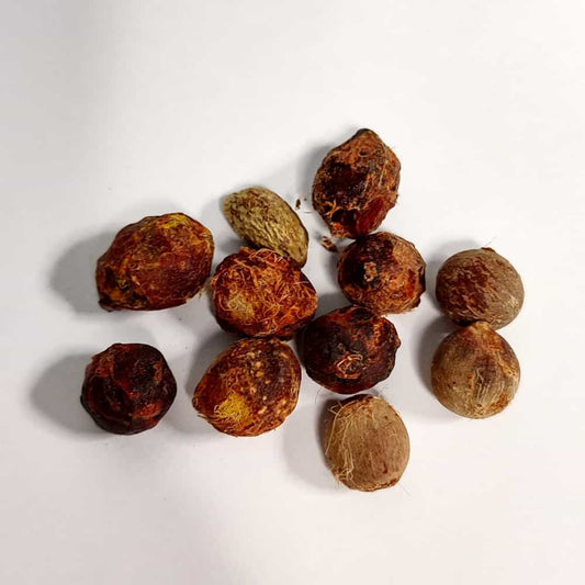 Chamaerops humilis v cerifera / チャメロプス・フミリス・セリフェラ