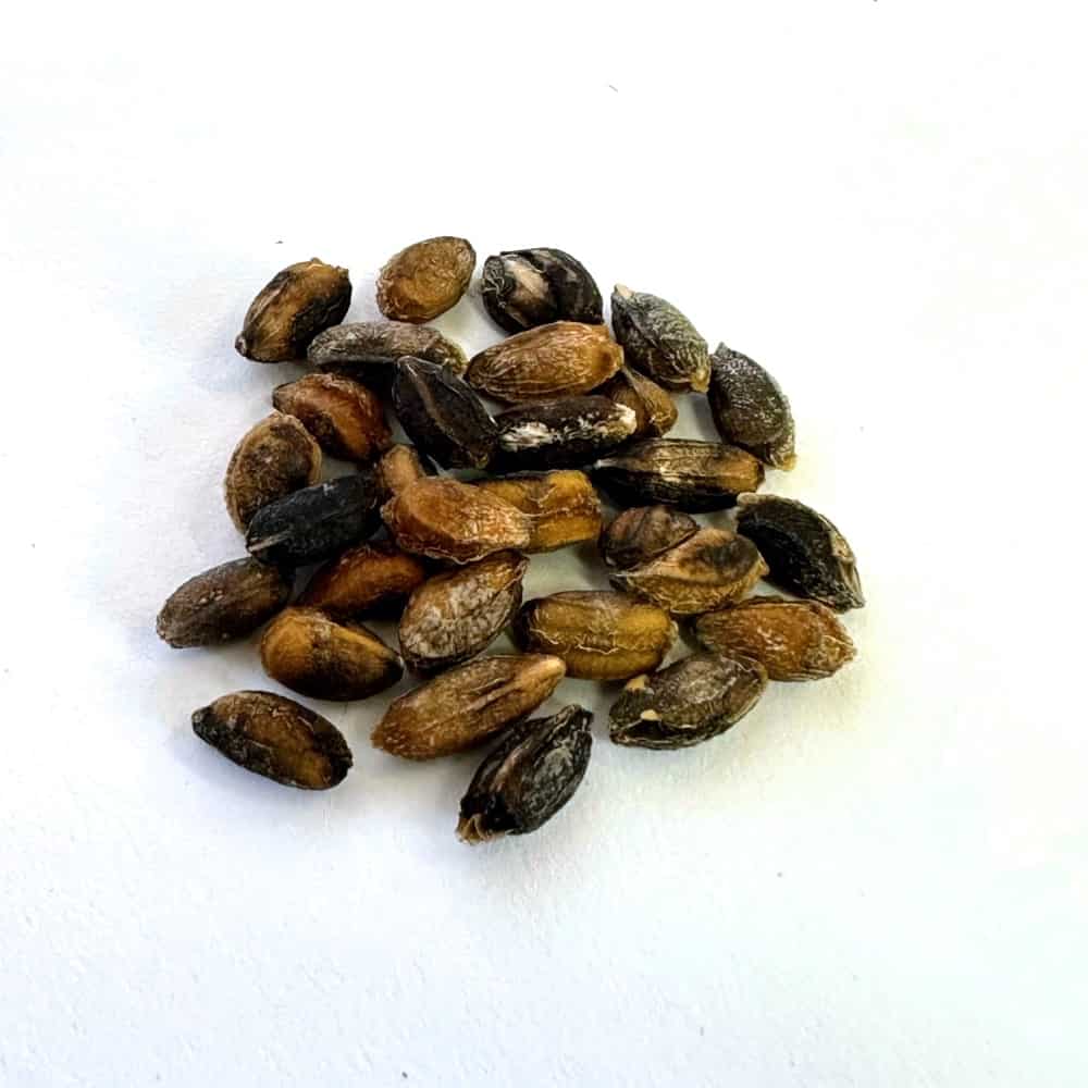 Cyphostemma juttae×bainesii / キフォステンマ・ユッタエ×バイネシー