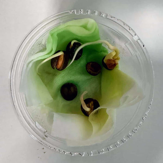 Commiphora kraeuseliana / コミフォラ・クラウセリアーナ