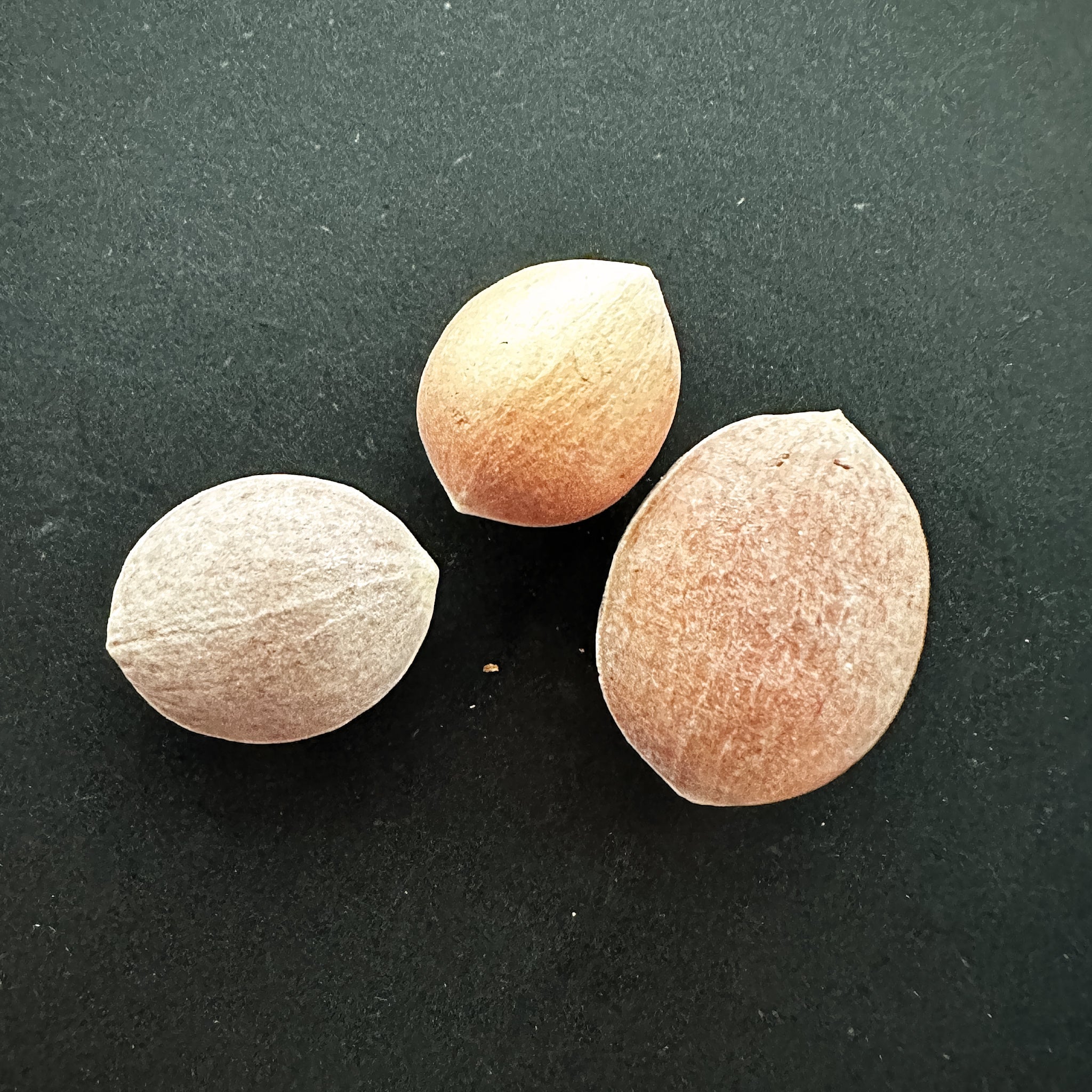 コミフォラ(Commiphora) – プラントブラザーズ