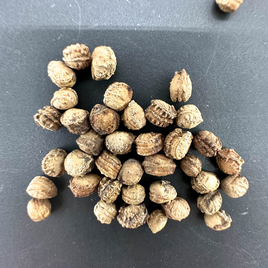 Commiphora kua / コミフォラ・クア イシオロ