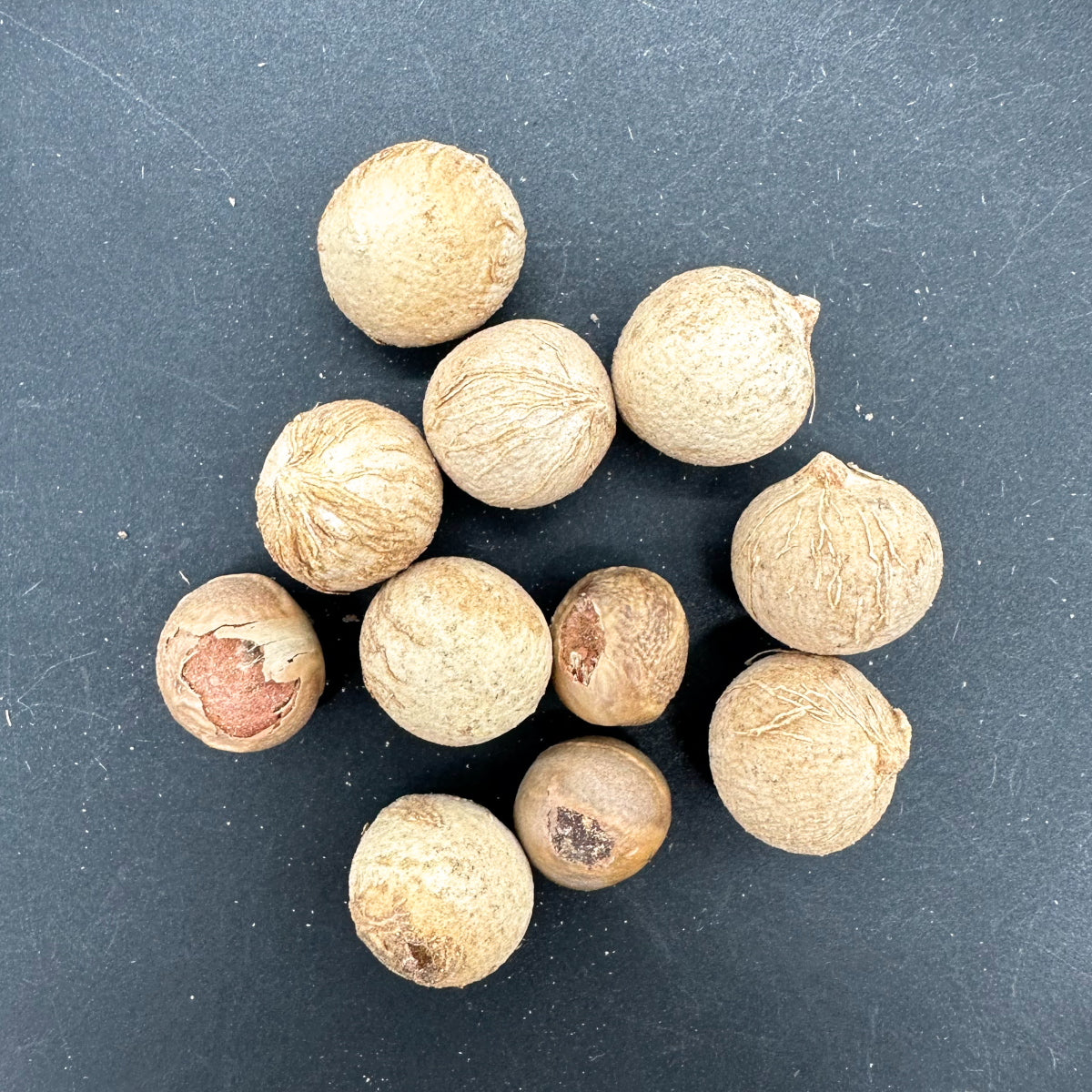 【種】コペルニキア・マクログロッサ / Copernicia macroglossa