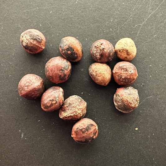 Commiphora mildbraedii / コミフォラ・ミルドブラエディ