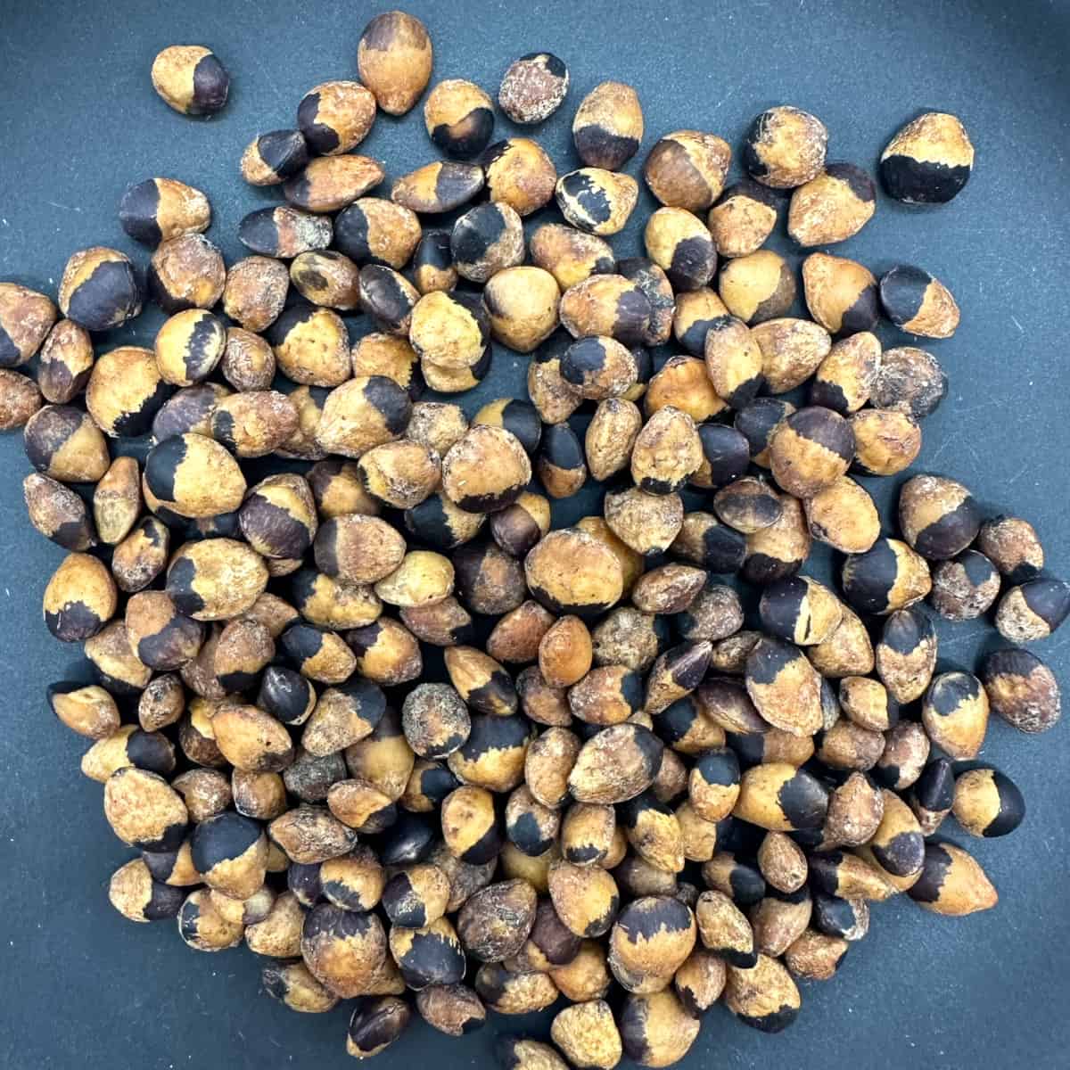 Commiphora monstruosa / コミフォラ・モンストローサ [野生採種]