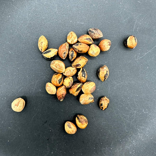 Commiphora multijuga / コミフォラ・マルチジューガ