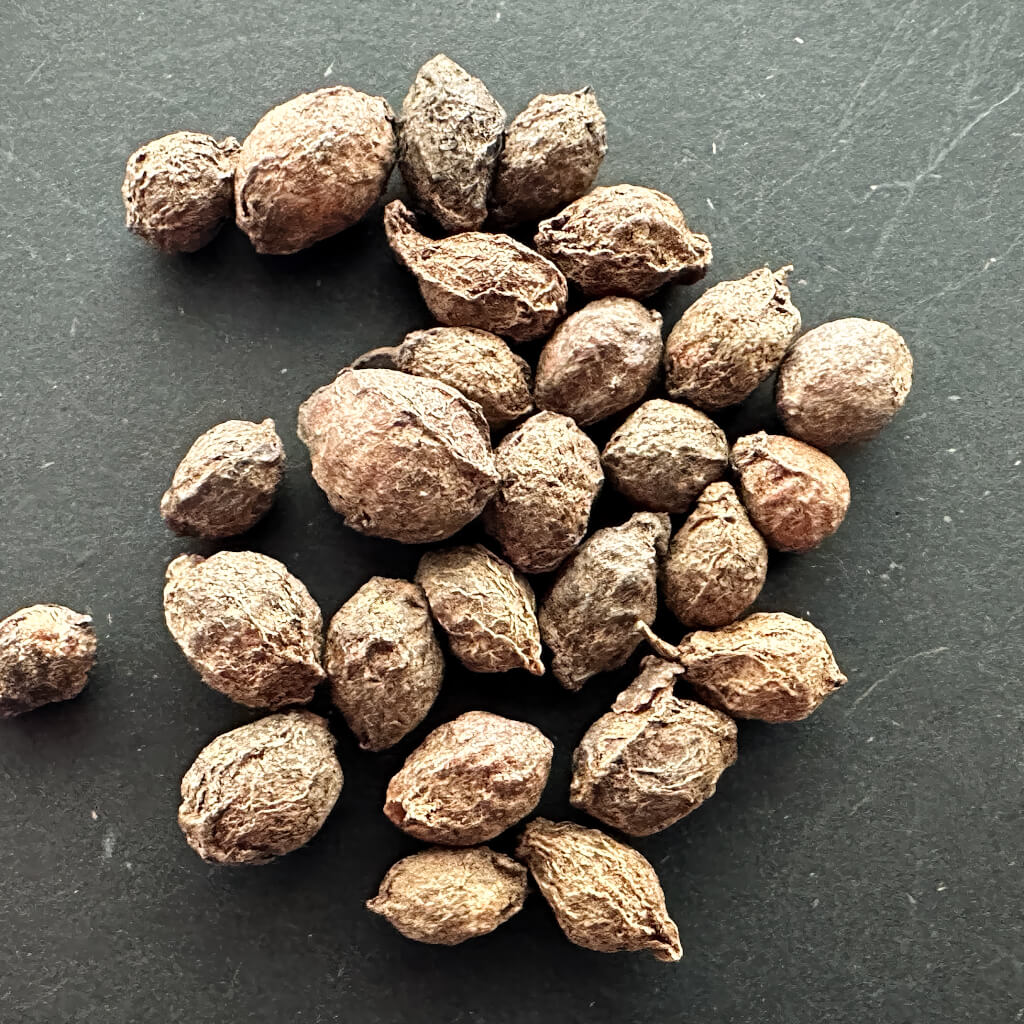 Cyphostemma sp ngaremara / キフォステンマ・sp ンガレマラ