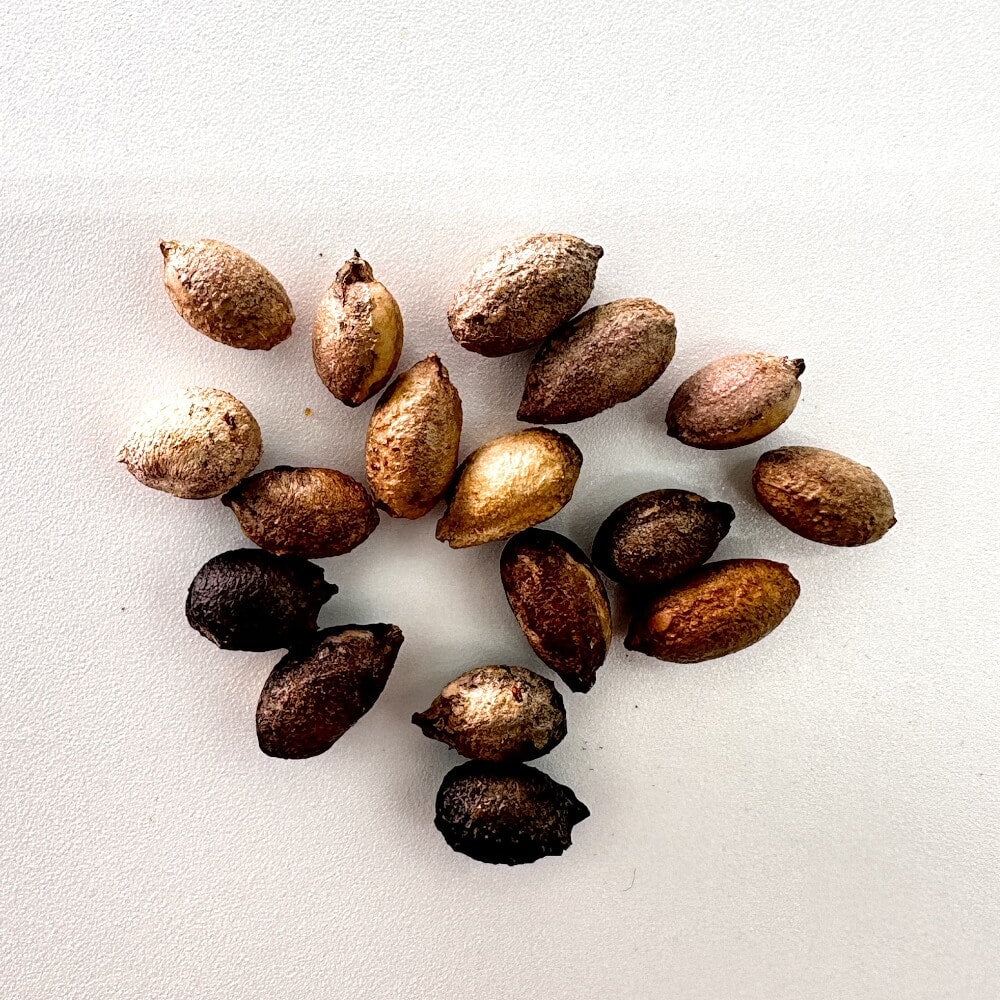 【種】キフォステンマ・パキプス / Cyphostemma pachypus