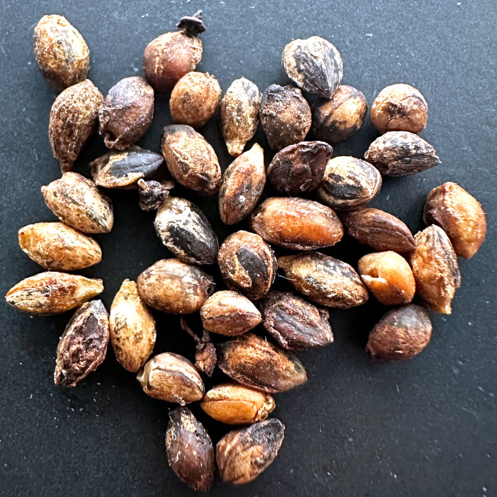 【種】コミフォラ・プラニフロンス[野生採種]/Commiphora planifrons