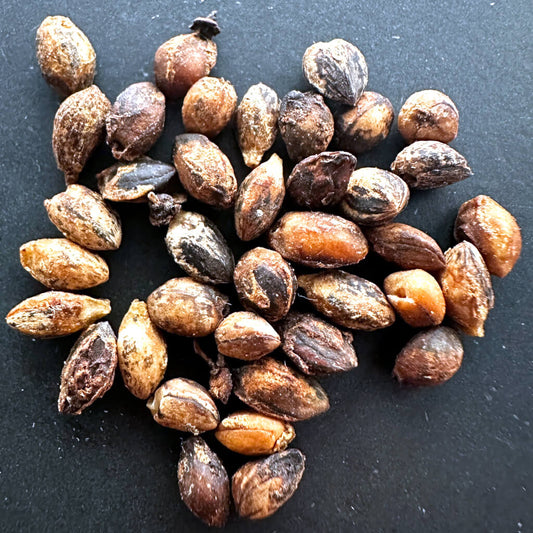 【種】コミフォラ・プラニフロンス[野生採種]/Commiphora planifrons