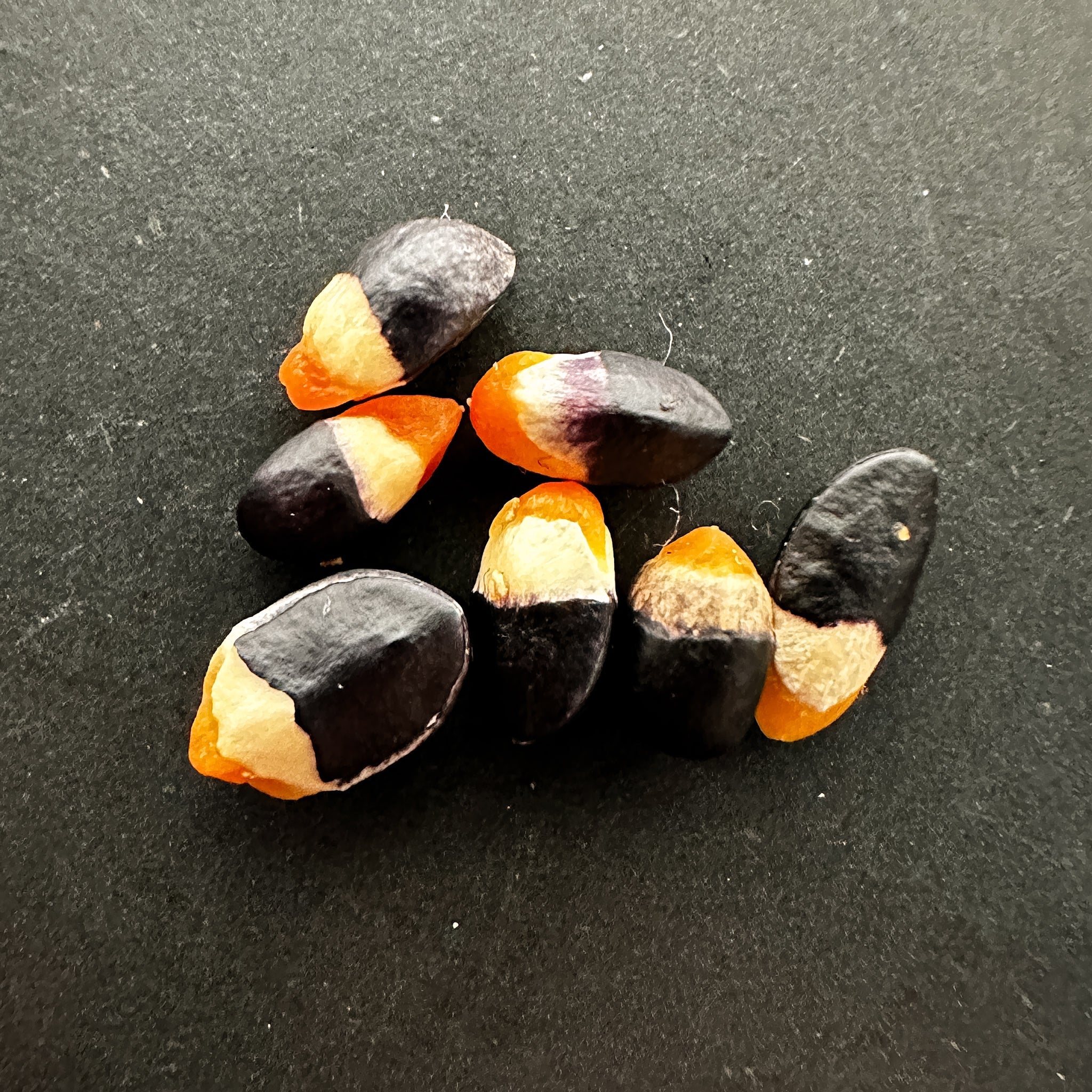 種】コミフォラ・サクシコラ[野生採種](ナミビア)/Commiphora saxicola