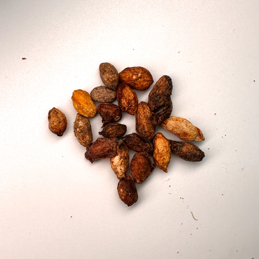 Cyphostemma uter macropus / キフォステンマ・ウター・マクロプス [野生採種]