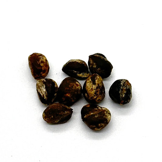 Commiphora virgata / コミフォラ・ビルガータ