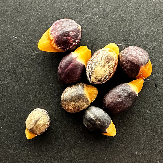 【種】コミフォラ・ワイルディ[野生採種](ナミビア)/Commiphora wildii