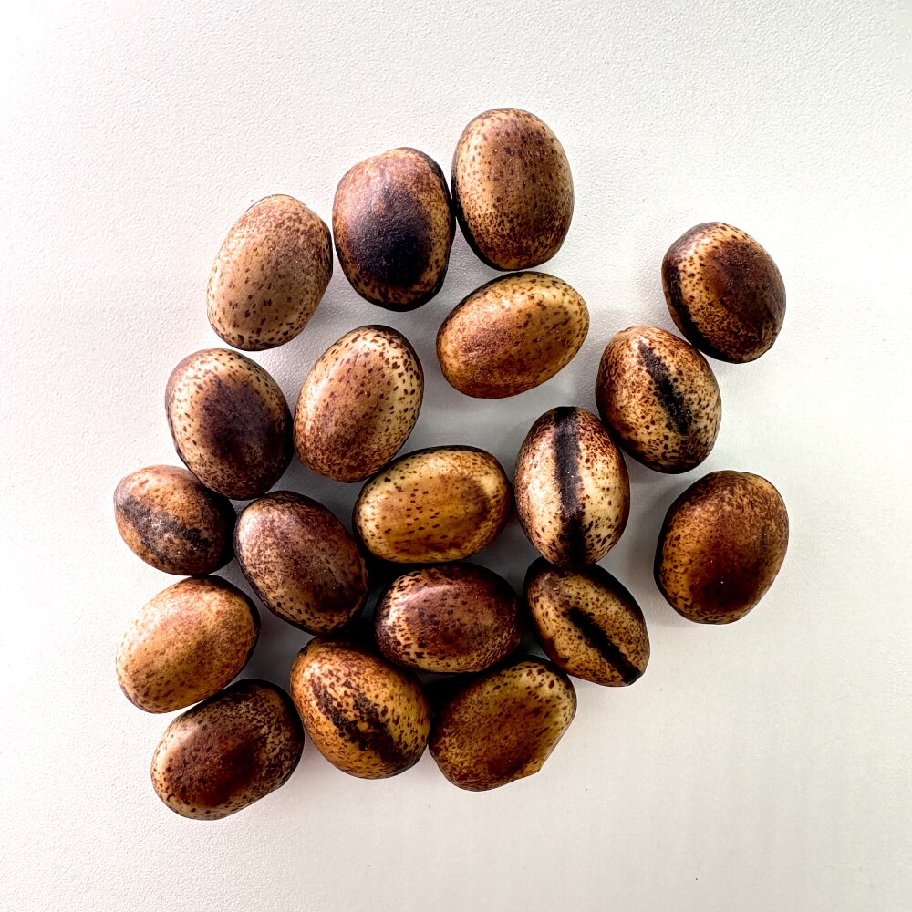 Delonix adansonioides / デロニクス・アダンソニオイデス