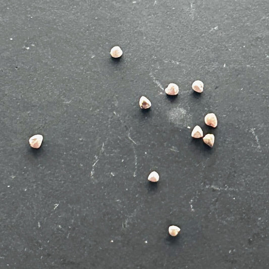 【種】ドルステニア・バルミニアナ / Dorstenia barnimiana