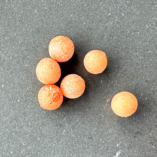 Dracaena cinnabari / ドラセナ・シナバリ [野生採種] (ソコトラ島)