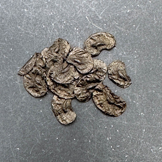 Drimia crispum / ドリミア・クリスプム