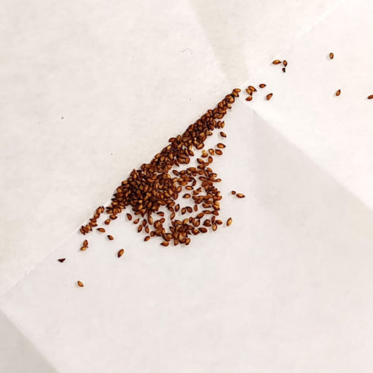 Dactylopsis digitata / ダクティロプシス・ディギタータ 親指姫 [現地採種]