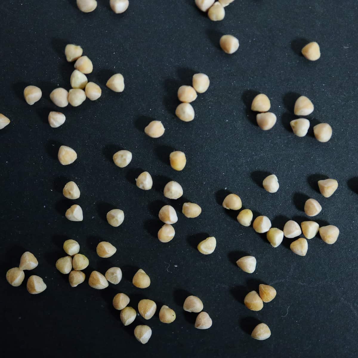 Dorstenia gigas / ドルステニア・ギガス