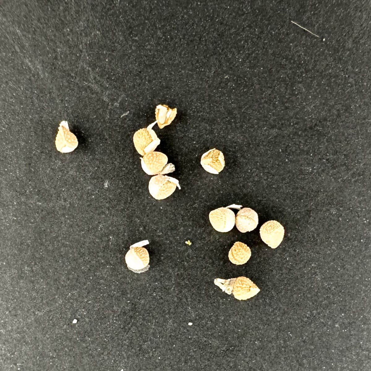 Dorstenia gypsophila / ドルステニア・ジプソフィラ [栽培採種]