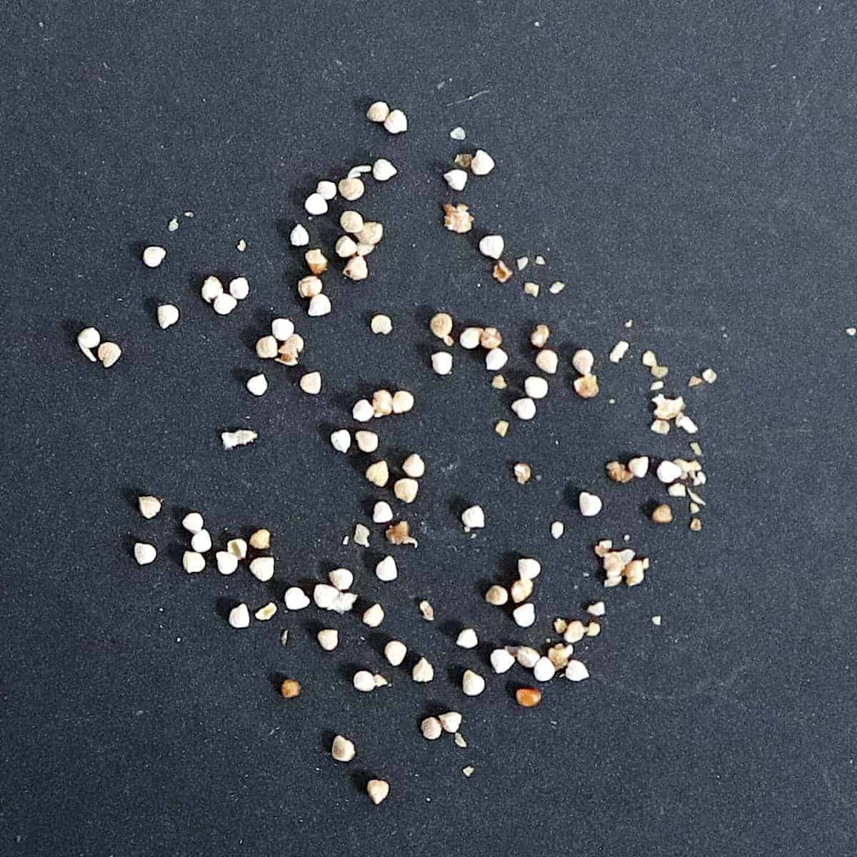 Dorstenia hildebrandtii / ドルステニア・ヒルデブランドティー