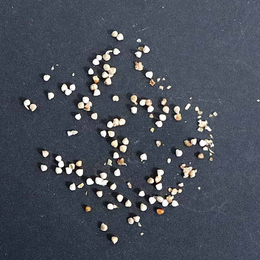 Dorstenia hildebrandtii / ドルステニア・ヒルデブランドティー