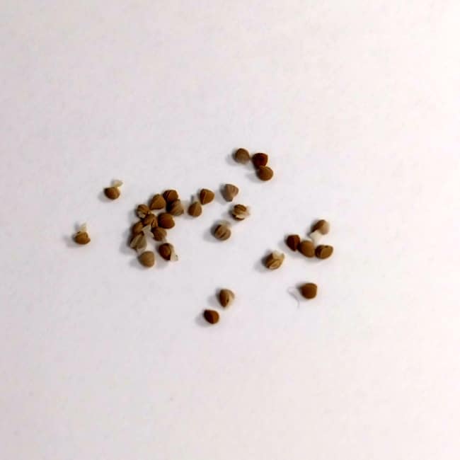 Dorstenia horwoodii / ドルステニア・ホルウッディ [栽培採種]