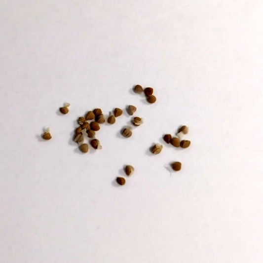 Dorstenia horwoodii / ドルステニア・ホルウッディ [栽培採種]