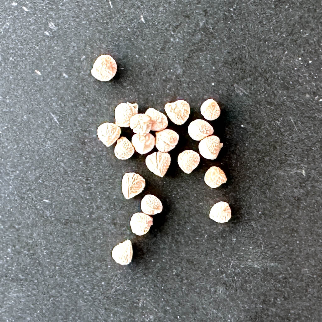 Dorstenia lavrani cristata / ドルステニア・ラブラニー 綴化 [栽培採種]