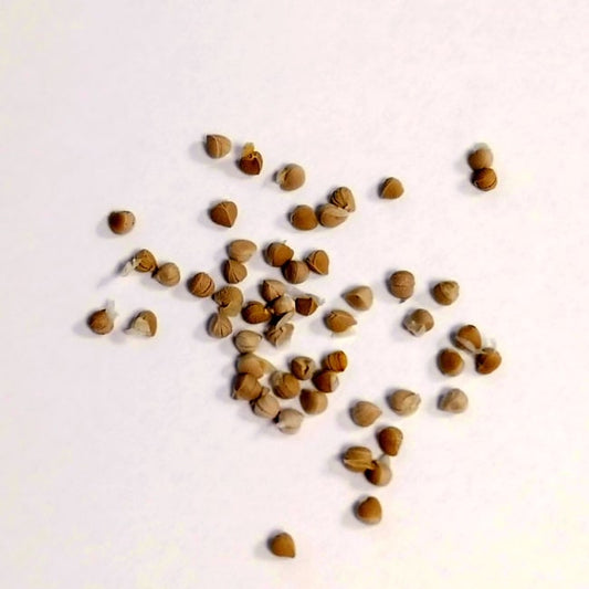 Dorstenia lavrani / ドルステニア・ラブラニー [栽培採種]