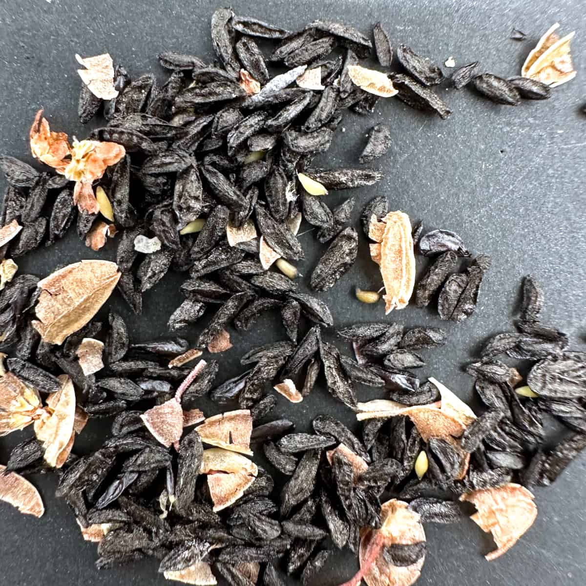 【種】ドリミア・プラティフィラ 毛羽玉 / Drimia platyphylla