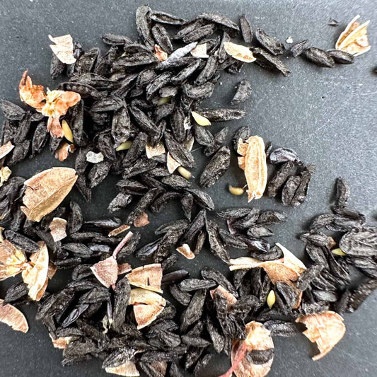 Drimia platyphylla / ドリミア・プラティフィラ 毛羽玉