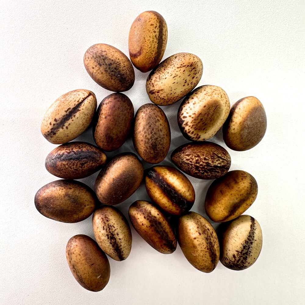 Delonix pumila / デロニクス・プミラ