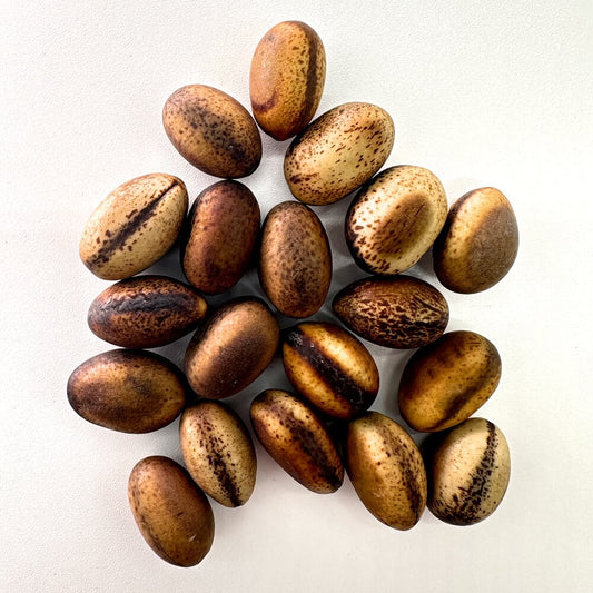 Delonix pumila / デロニクス・プミラ