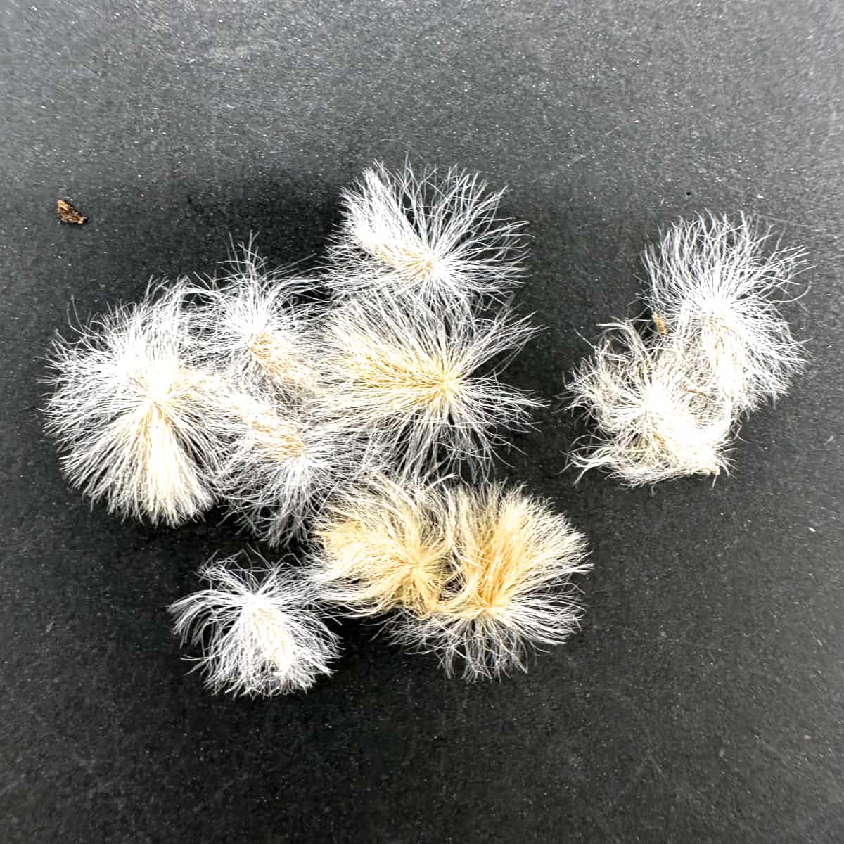 Eriospermum alcicorne / エリオスペルマム・アルキコルネ