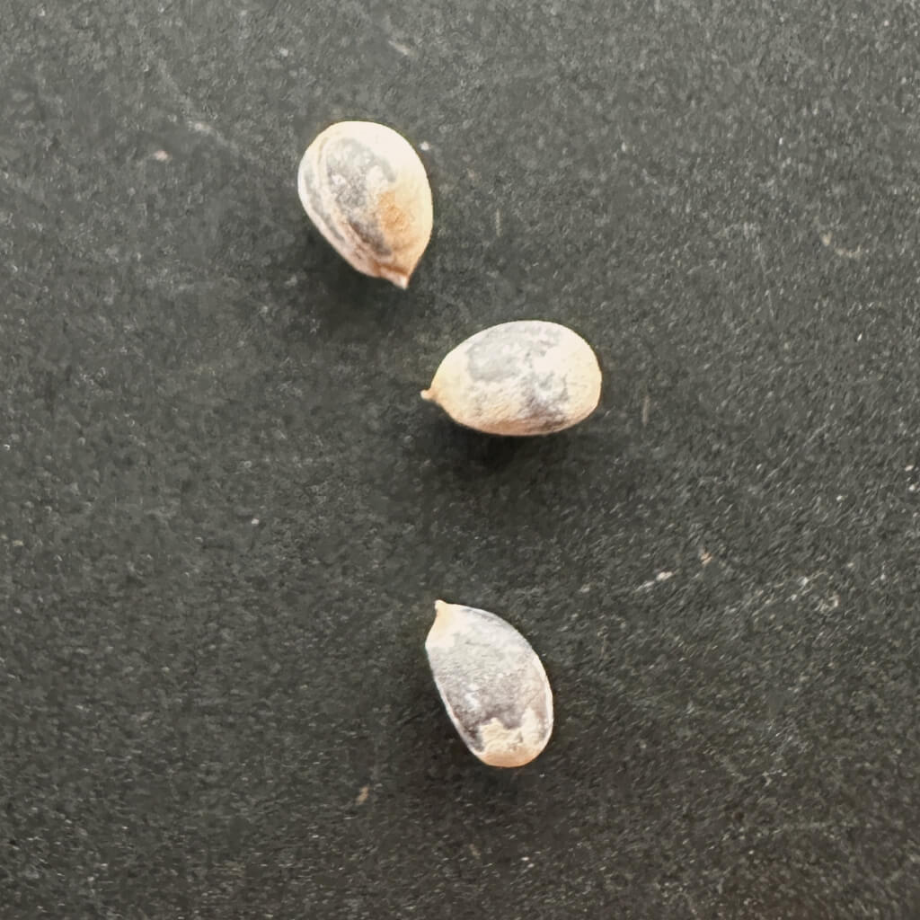 Euphorbia ambarivatoensis / ユーフォルビア・アンバリバトエンシス