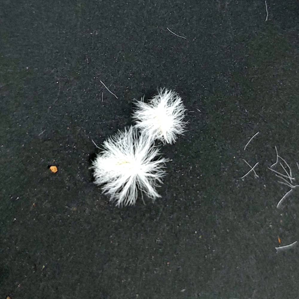 Eriospermum appendiculatum / エリオスペルマム・アペンデクラツム