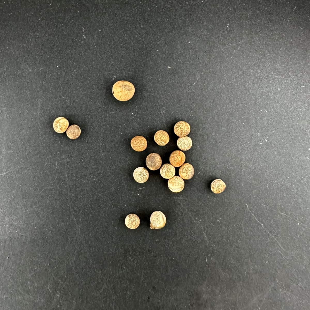 【種】ユーフォルビア・ブレビアーティクラータ / Euphorbia breviarticulata